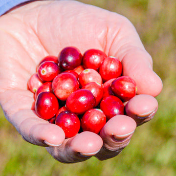Eine Hand hält ein paar Cranberries.